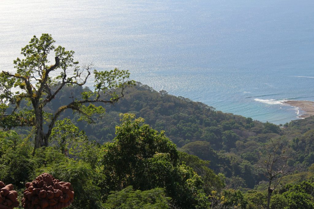 Wald der an das Meer angrenzt