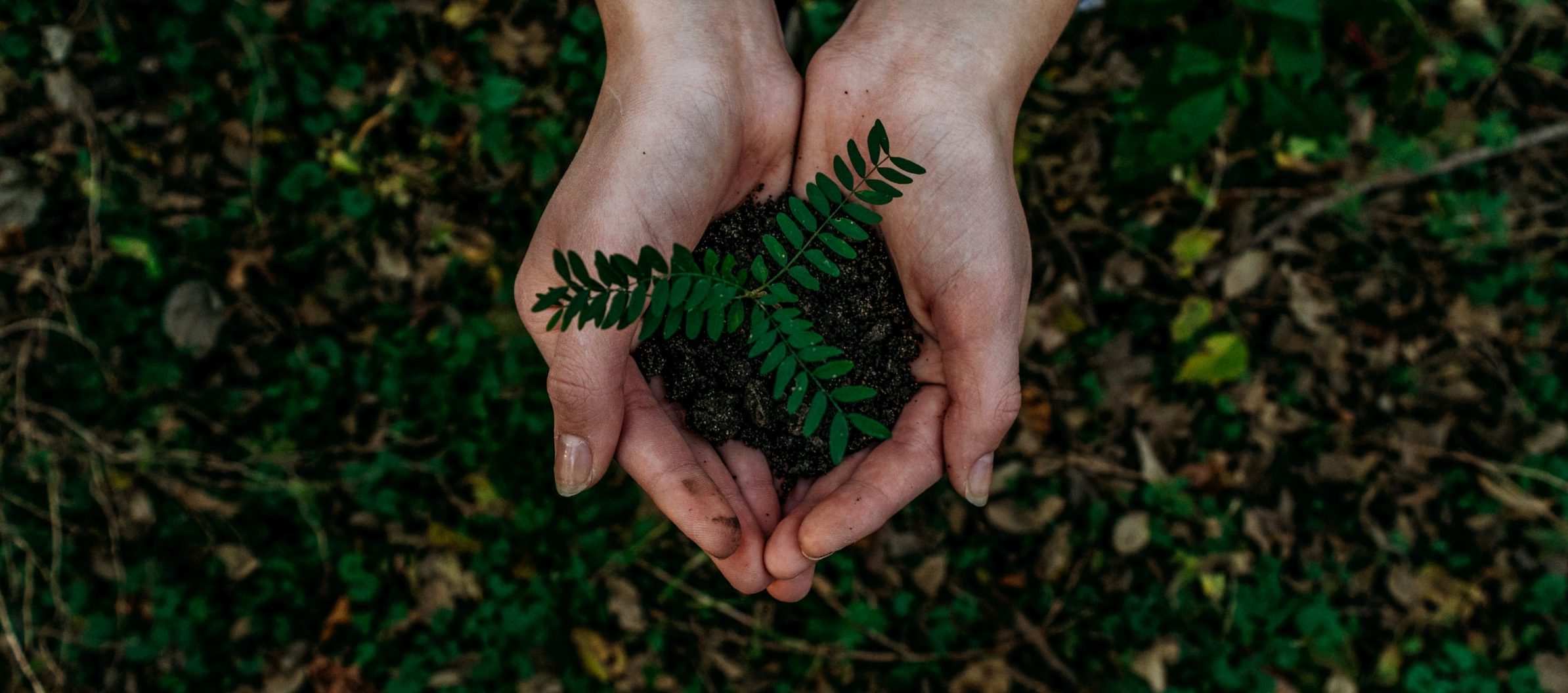 Hände die Erde mit einem Setzling halten
