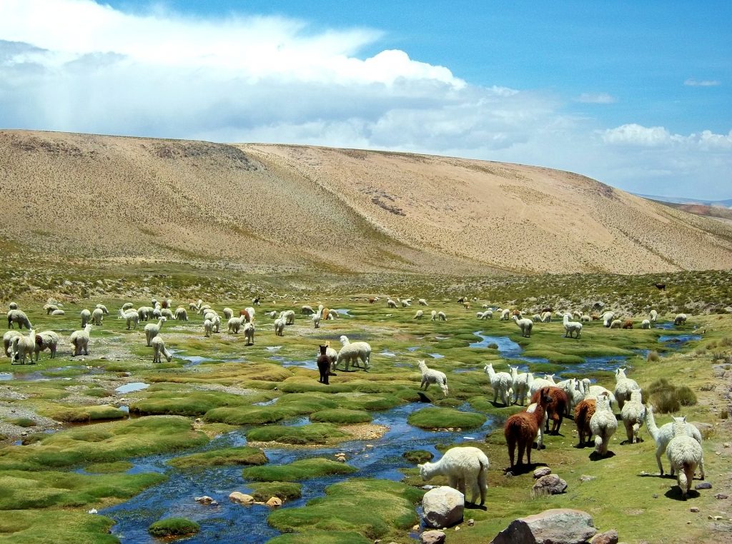 Alpakas in den Anden in Peru.