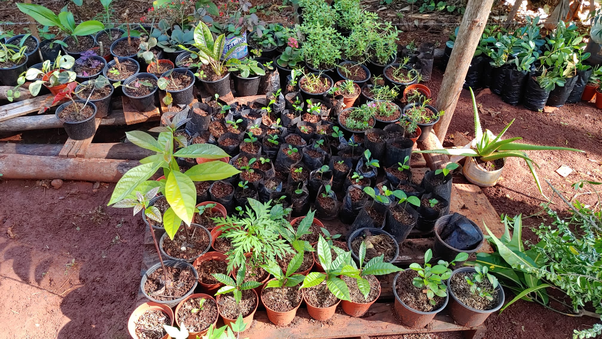 Blumentöpfe mit verschiedenen Pflanzen