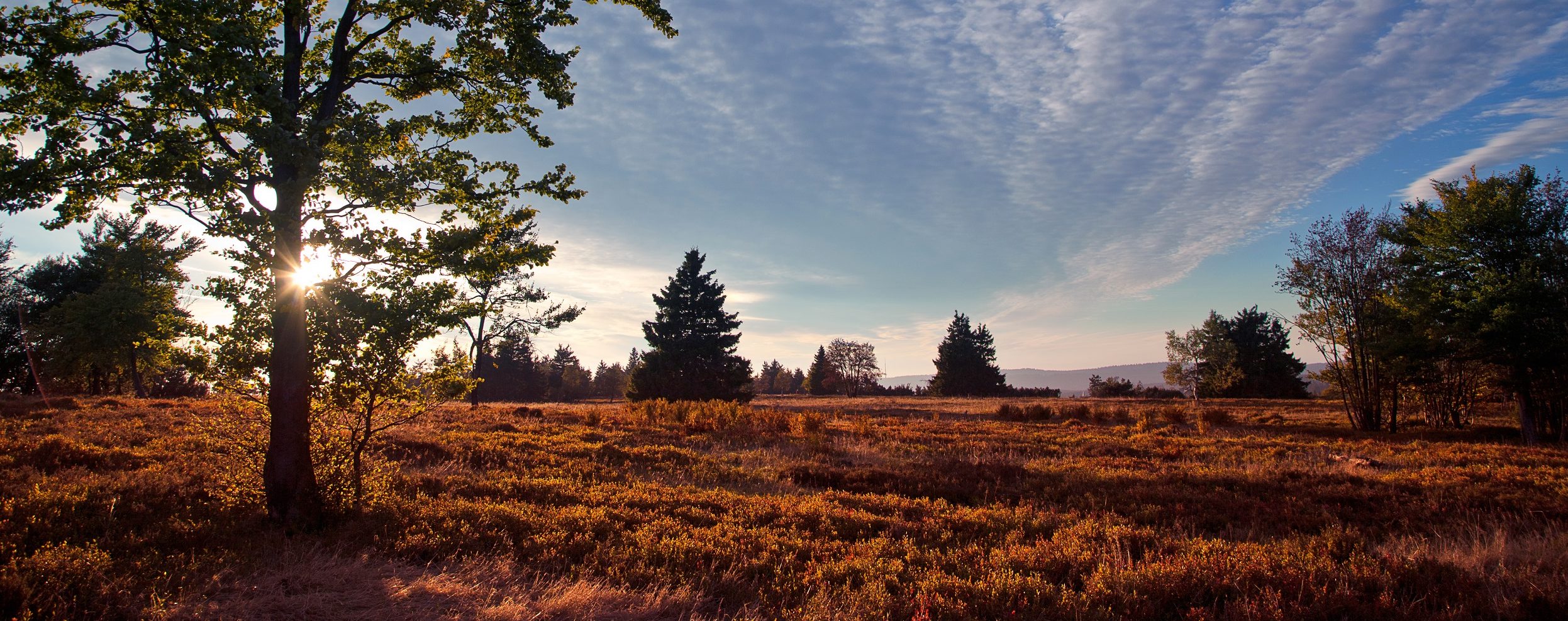 Wiese mit Bäumen bei Sonnenaufgang