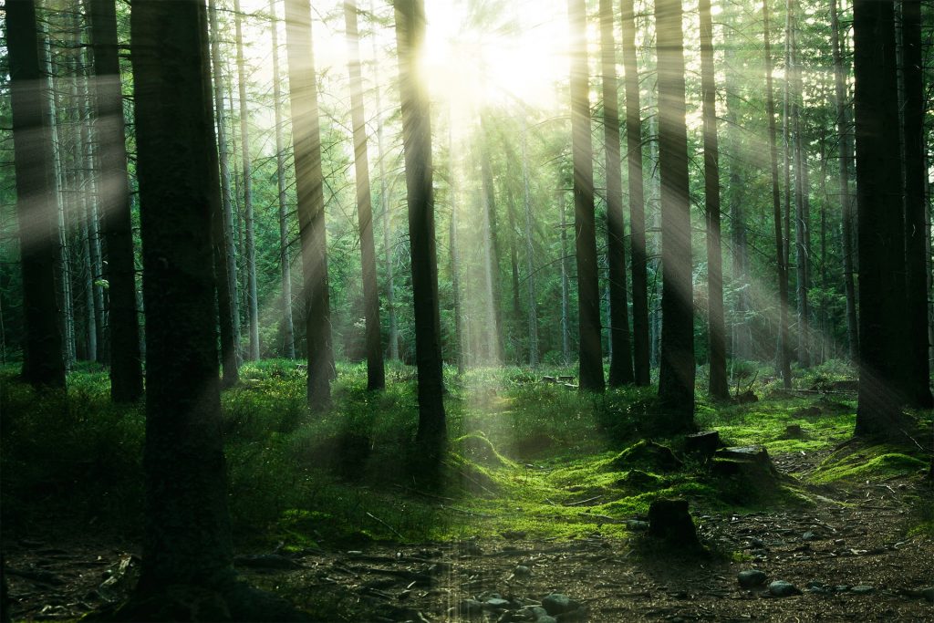 Sonnenstrahlen im Wald – ©vosdiy/Pixabay Sonnenstrahlen scheinen zwischen den Bäumen eines Waldes hindurch.