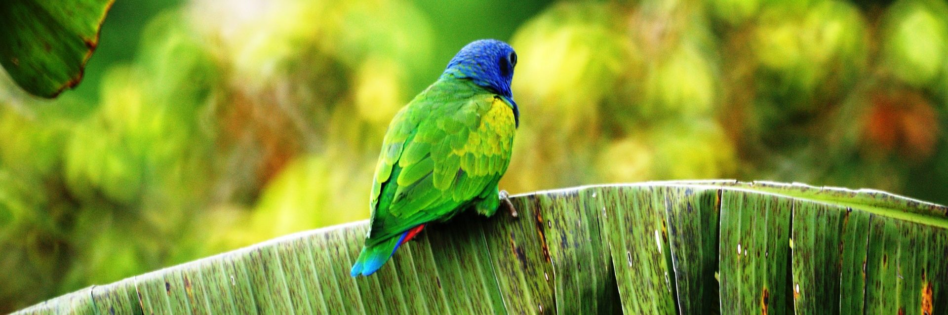 ein Papagei auf einem Bambusblatt