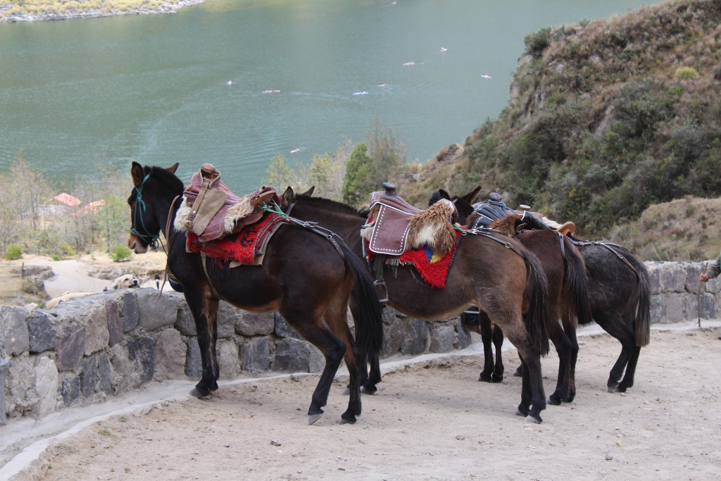 Maultiere am Kratersee Quilotoa in Ecuador.