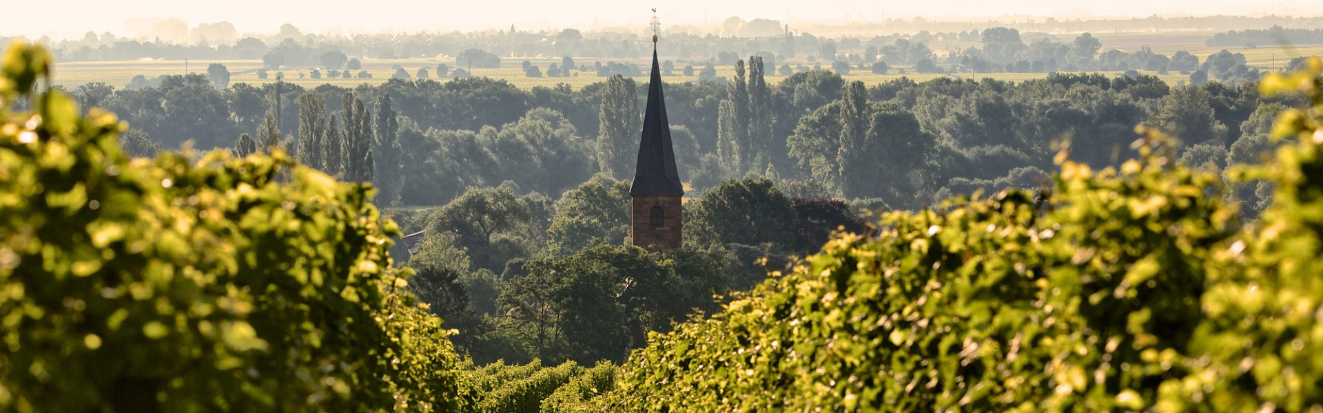 Weinberglandschaft mit Kirchturm